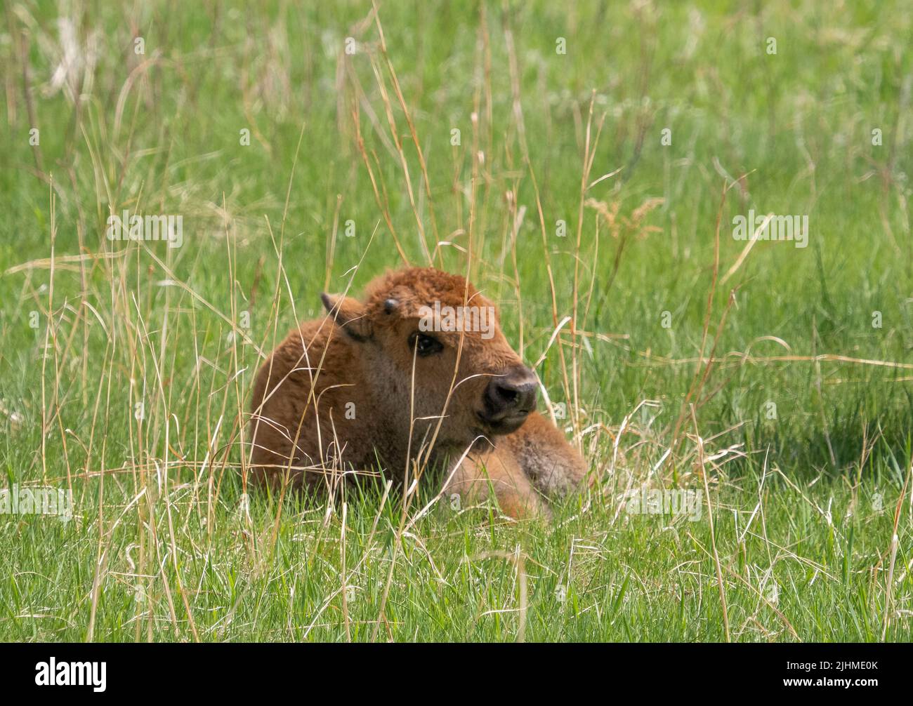 Single Bison or American Buffalo calf laying in grass in Custer State Park ion South Dakota USA Stock Photo