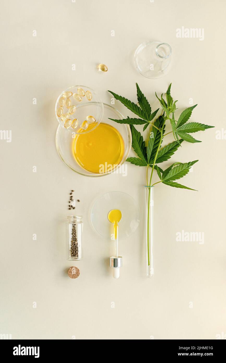 CBD oil, THC tincture, hemp seeds in laboratory round cups, marijuana leaves Stock Photo