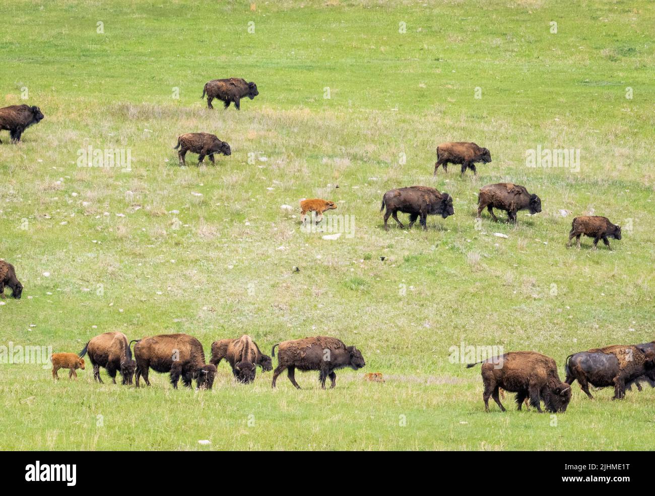 Herd of American Bison or Buffalo on grasslands in Custer State Park in