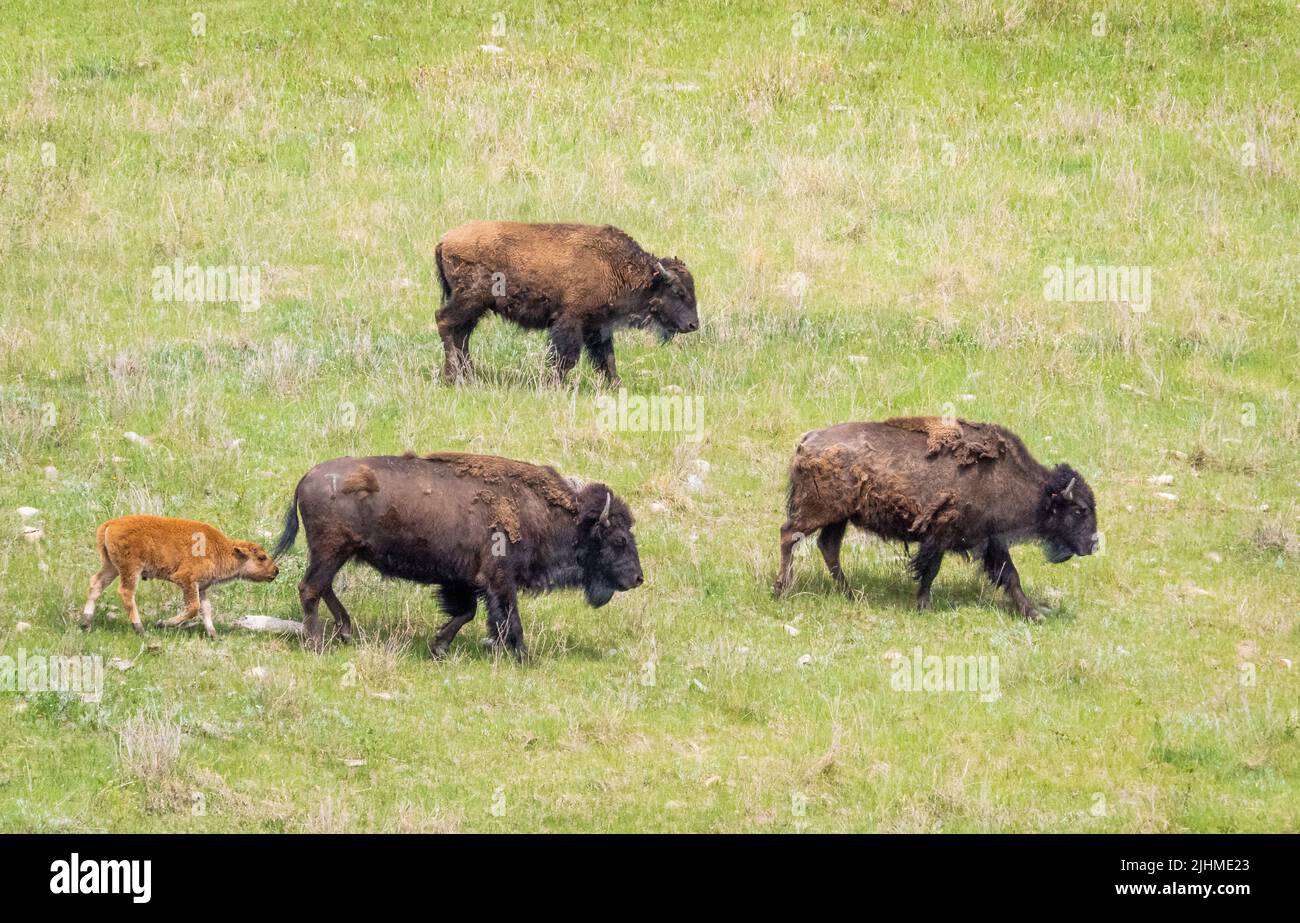Herd of American Bison or Buffalo on grasslands in Custer State Park in