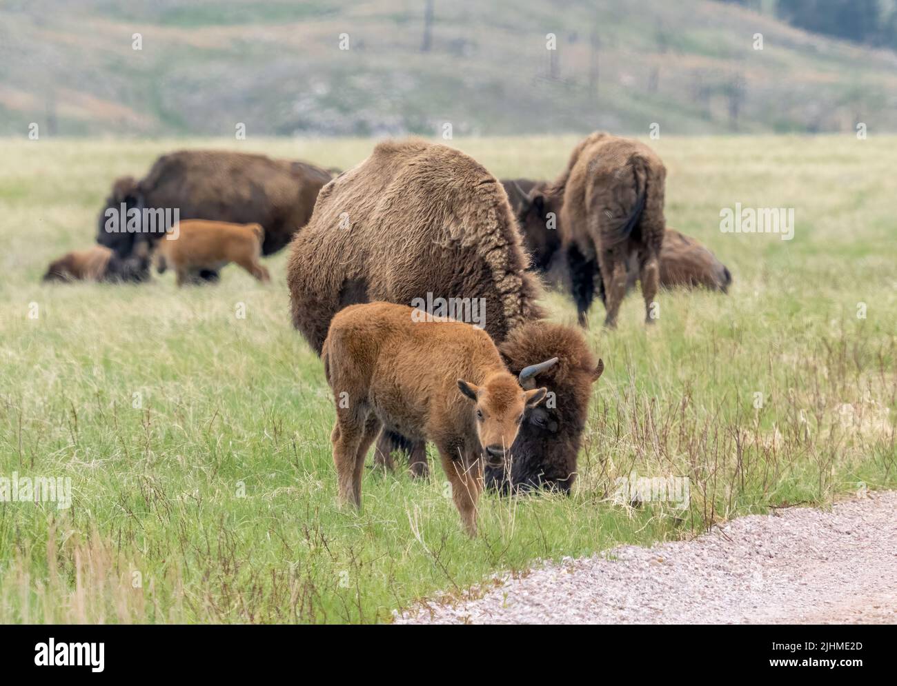 American Bison or Buffalo with calf in Wind Cave National Park in South