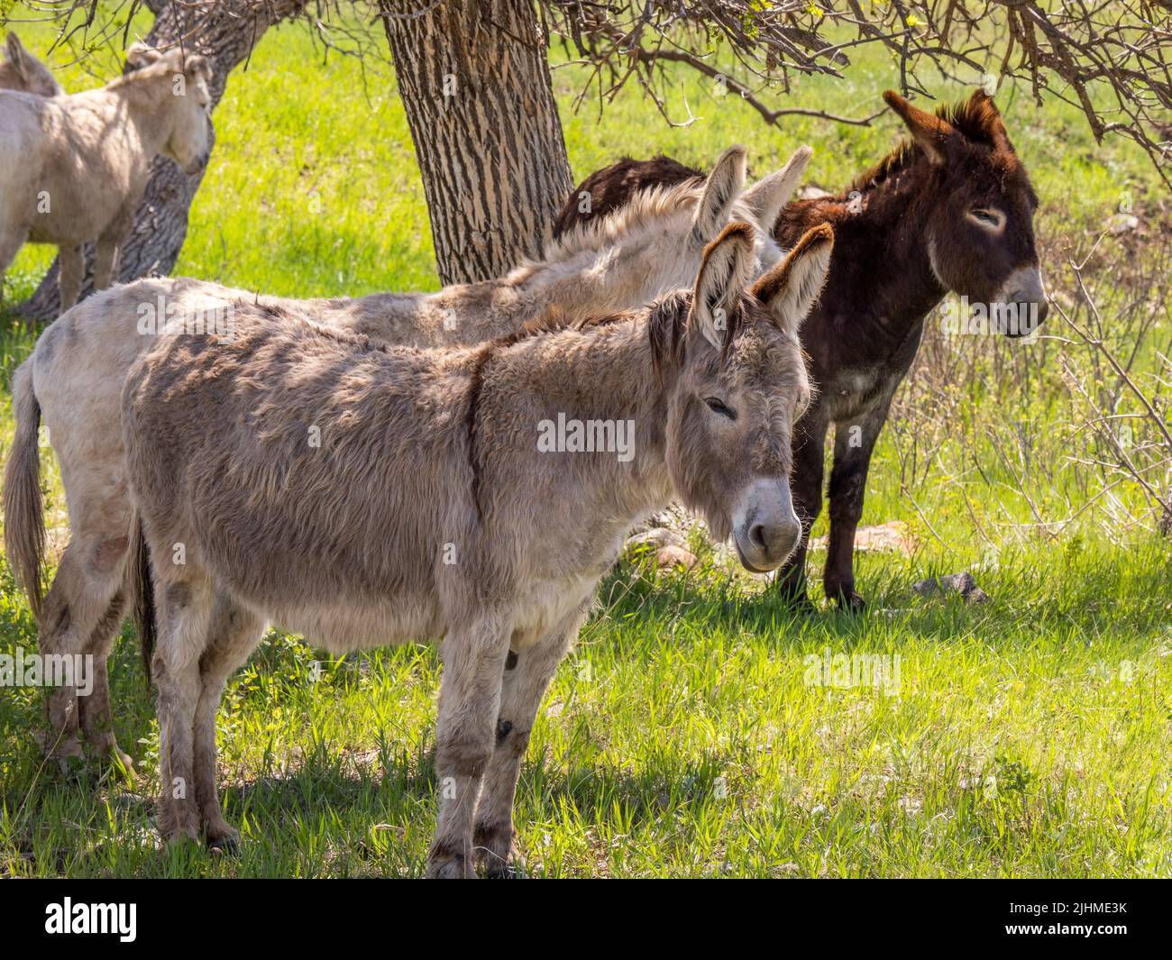 Wild Burros or Donkeys along Wildlife Loop Road in Custer State Park in ...
