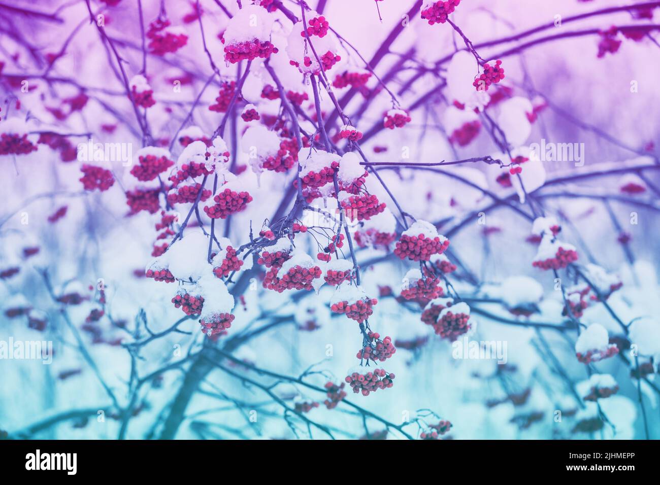 Red rowan in winter. Rowan clusters on the branches covered with snow Stock Photo