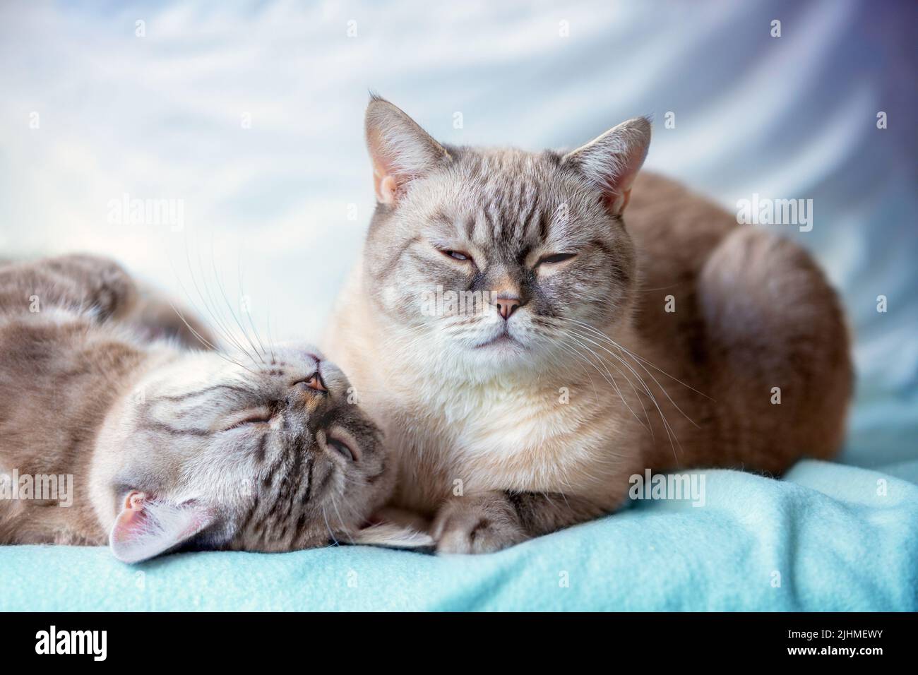 Two cute cats laying on a blue blanket Stock Photo