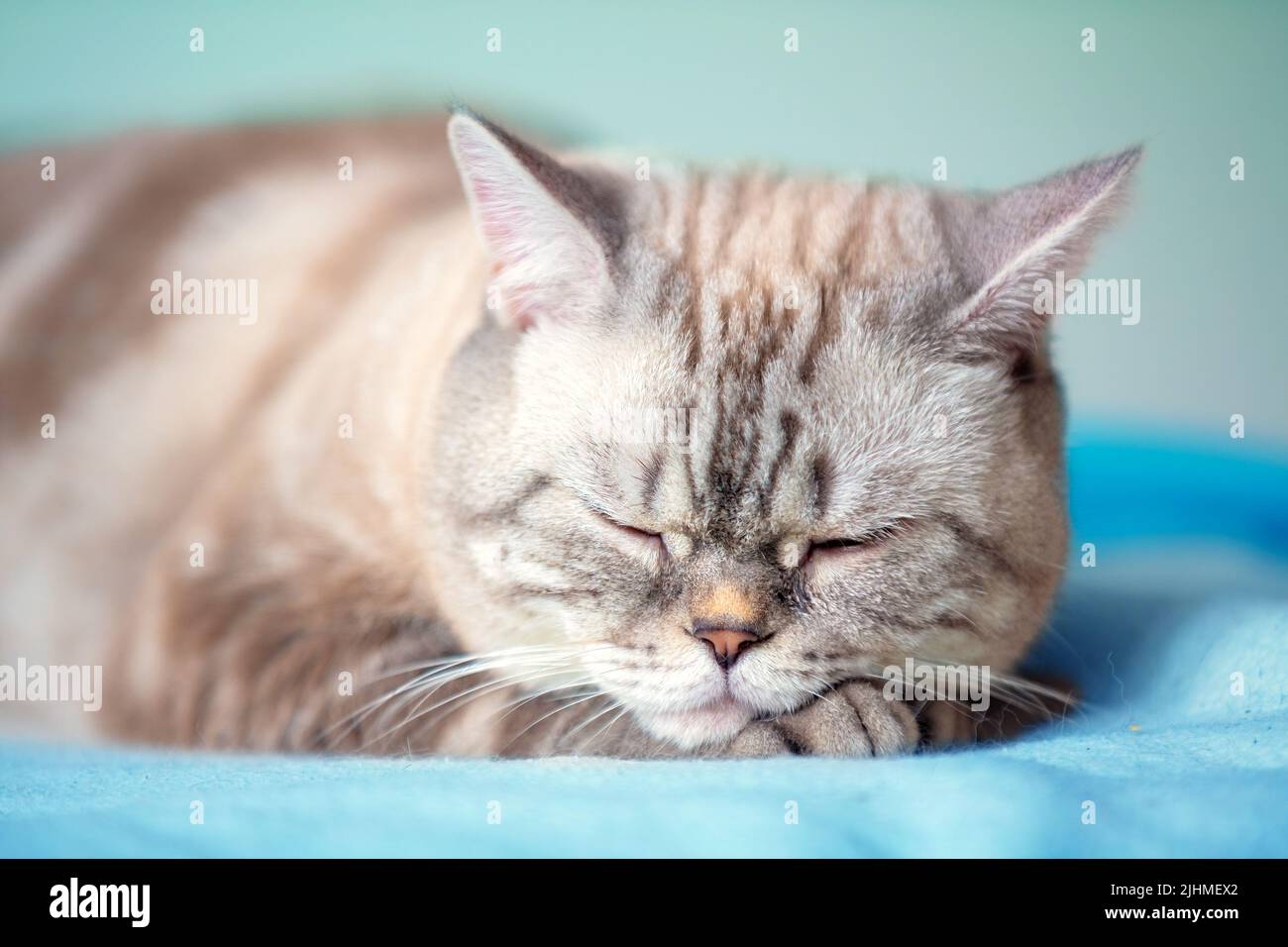 Siamese cat sleeping indoors on a blue blanket Stock Photo