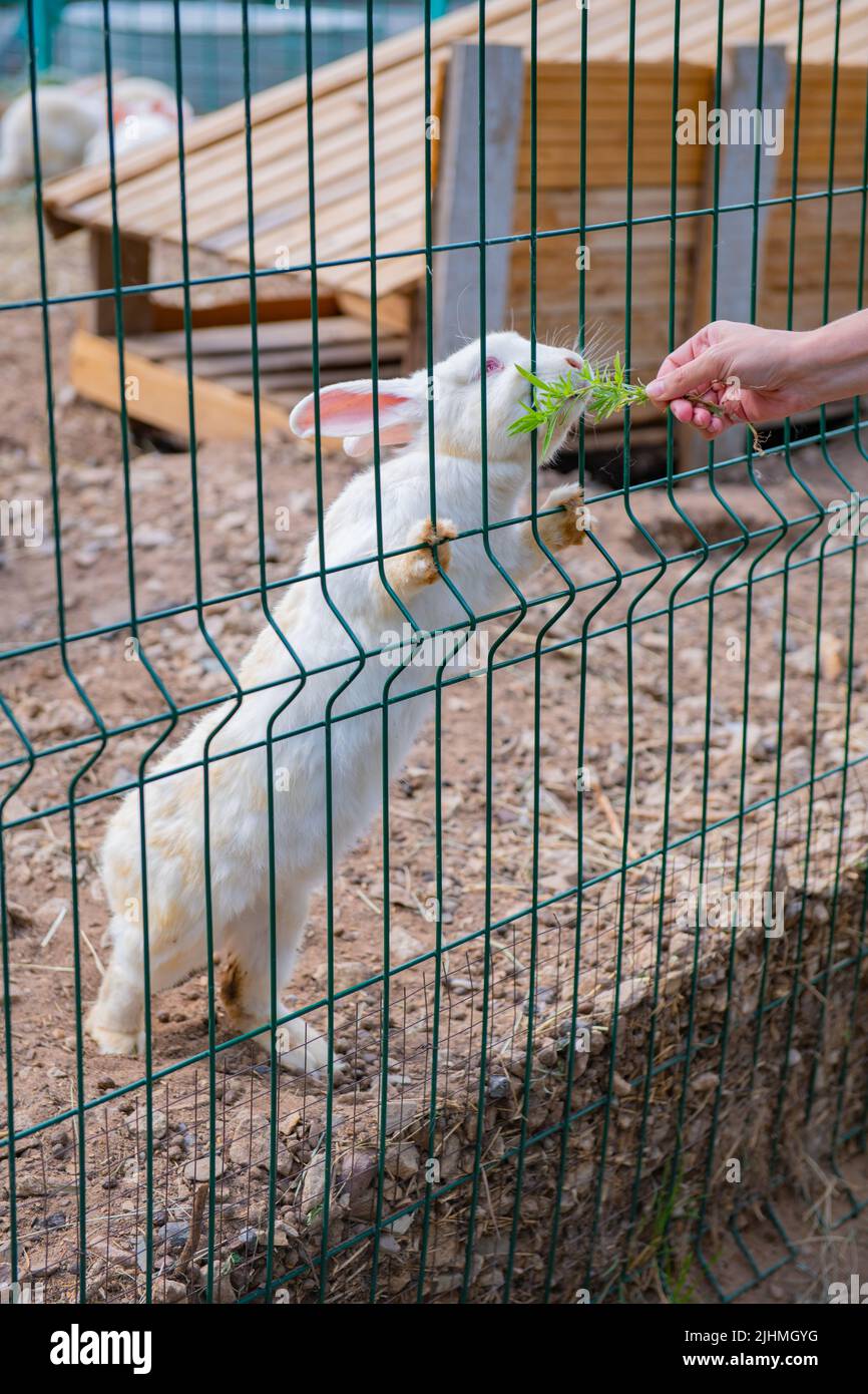 many white and gray rabbits walk around the pen Stock Photo - Alamy