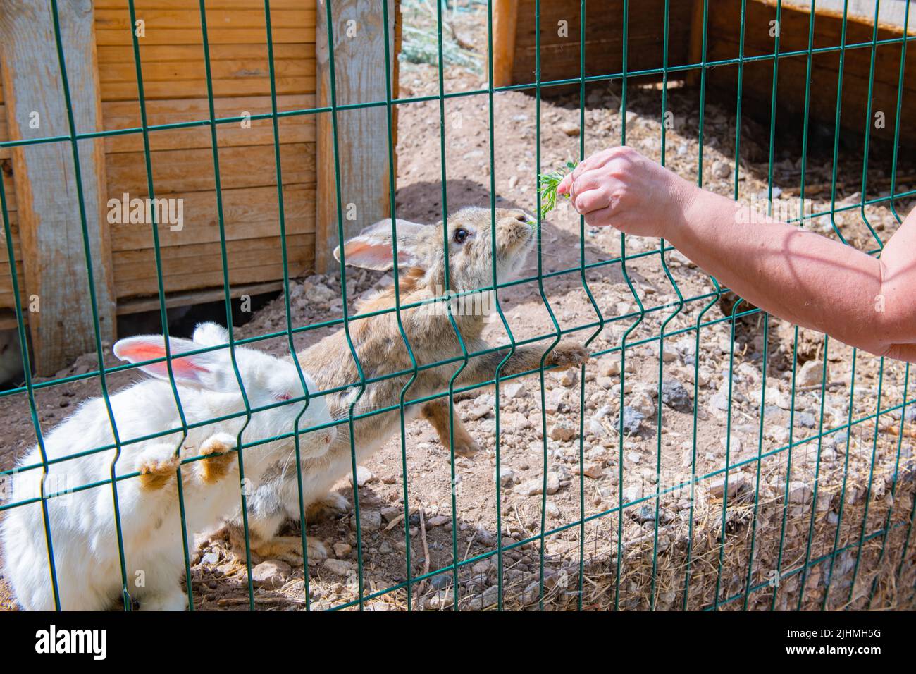 gray and white rabbits sit in a cage Stock Photo - Alamy