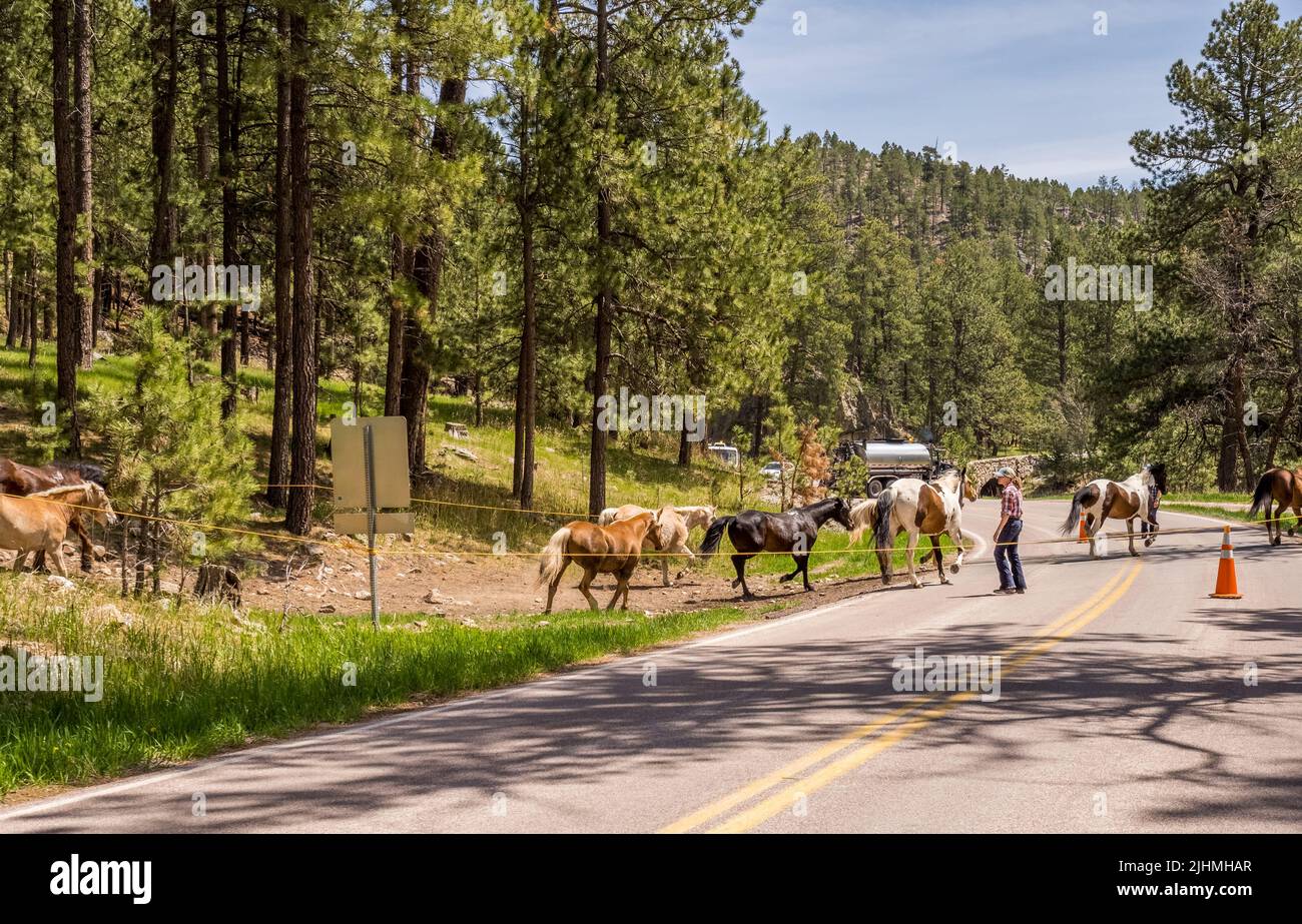 Riding horses crossing Wildlife Loop Roadin the Blue Bell area of  in Custer State Park in South Dakota USA Stock Photo
