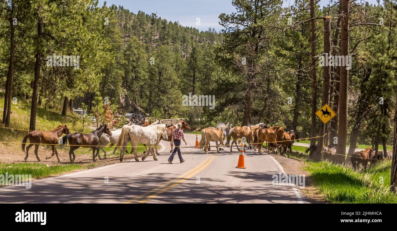 Riding horses crossing Wildlife Loop Roadin the Blue Bell area of  in Custer State Park in South Dakota USA Stock Photo