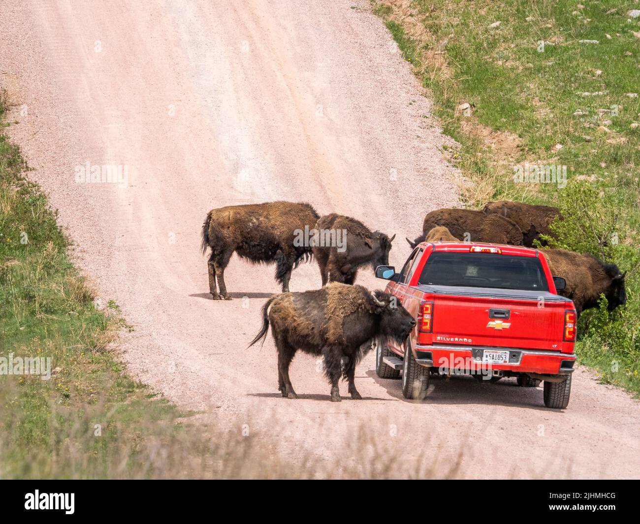 Herd of American Bison or Buffalo in road in Custer State Park in South