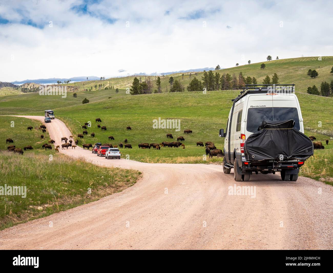 Herd of American Bison or Buffalo in road in Custer State Park in South ...