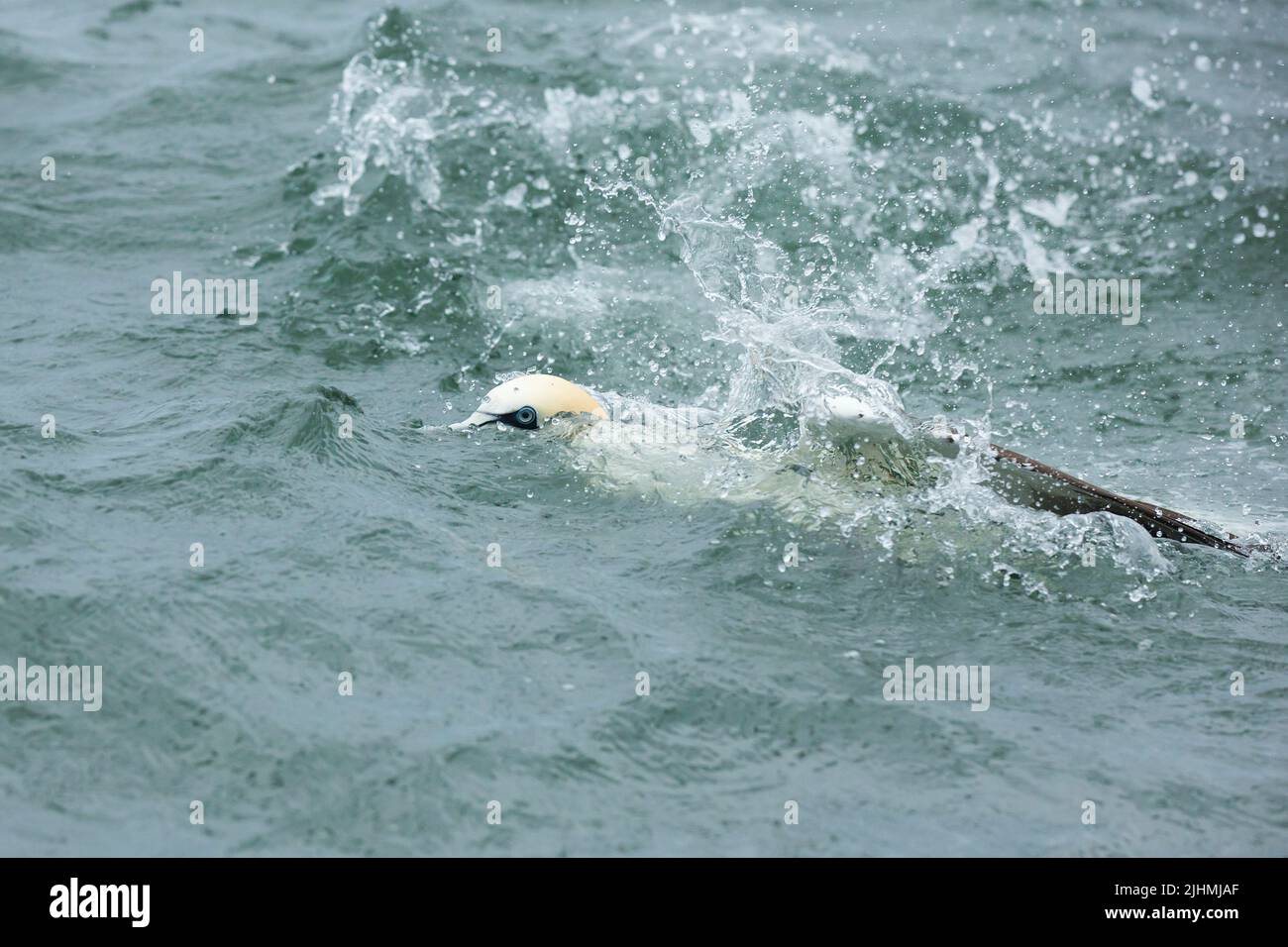 Gannet (Morus bassanus) in the North Sea Stock Photo