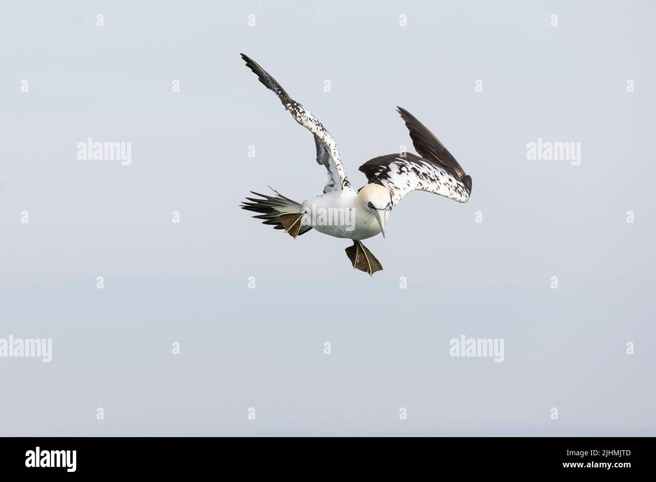Gannet (Morus bassanus) in flight over the North Sea Stock Photo