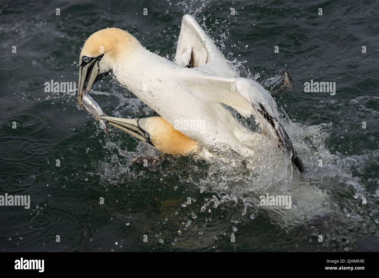 Gannet (Morus bassanus) fighting over a fish Stock Photo