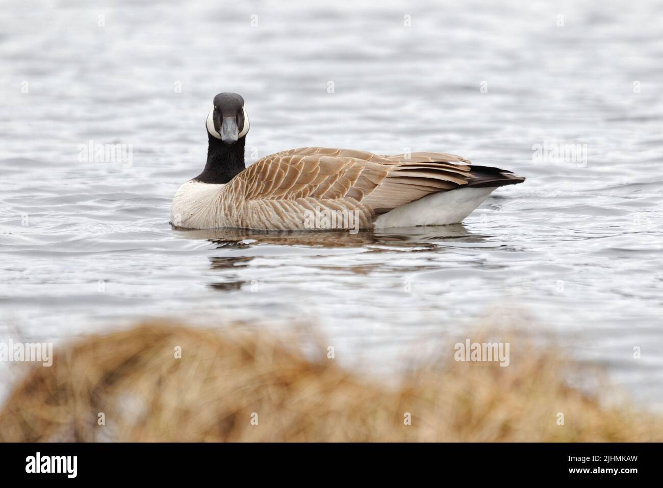 Canada Goose on a lake . Quebec,Canada Stock Photo