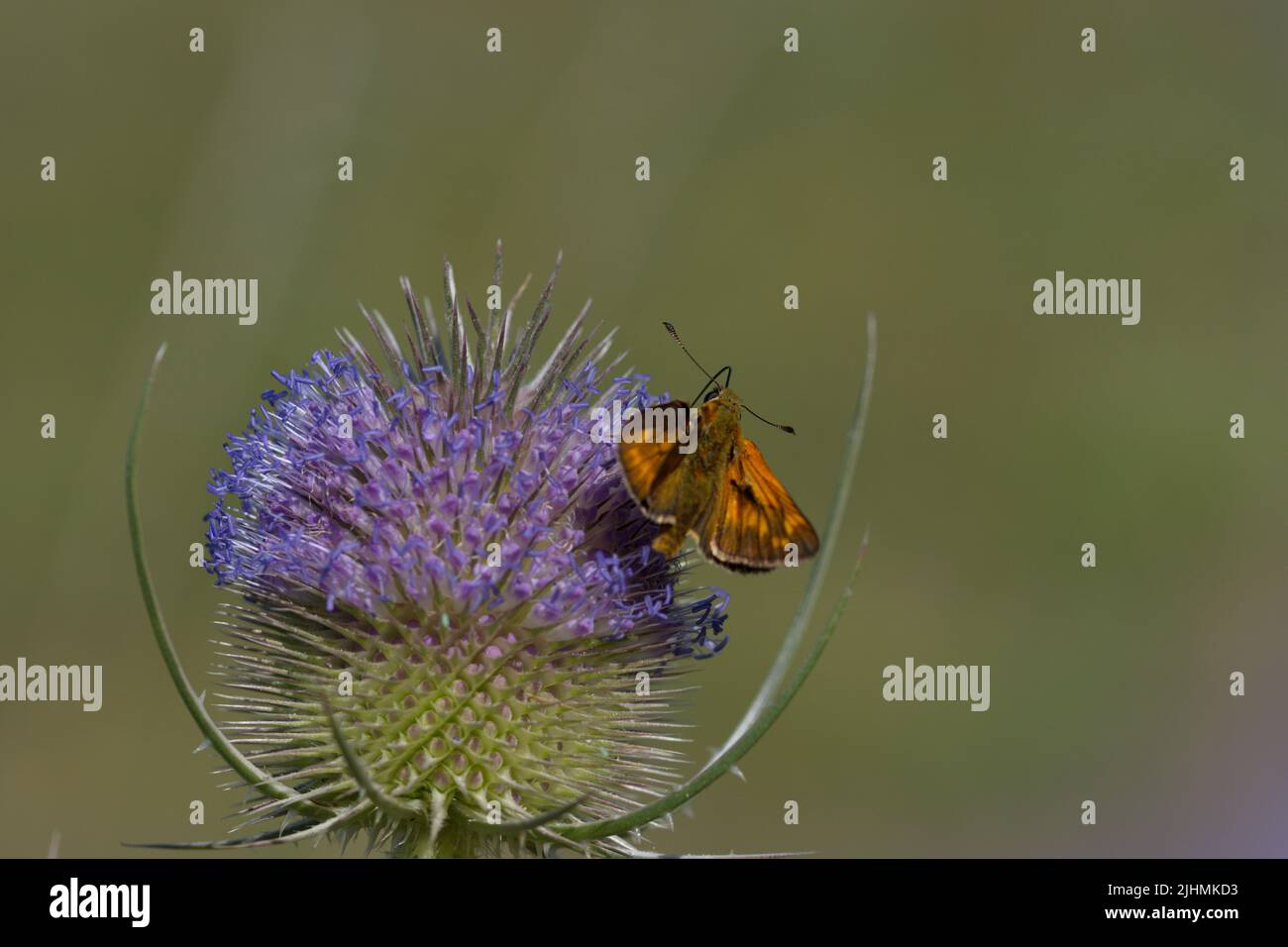 Buttefly on a flower in summer Stock Photo