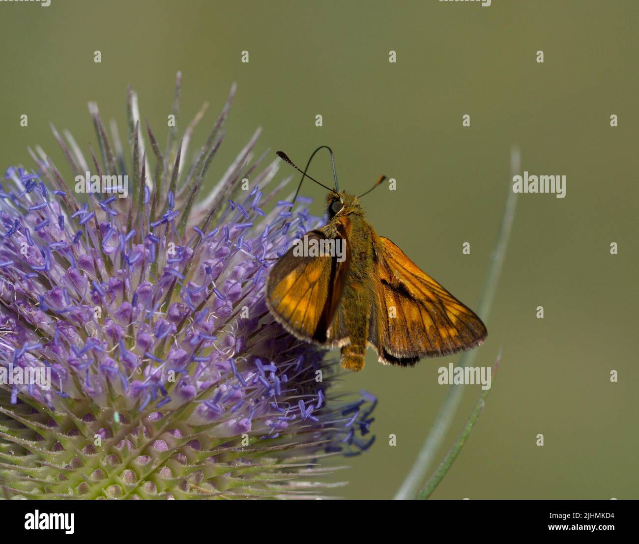 Buttefly on a flower in summer Stock Photo