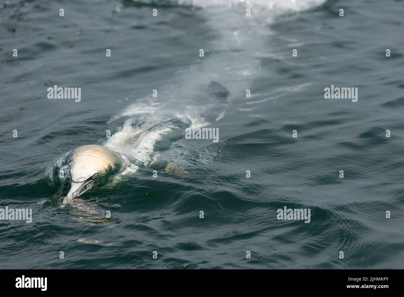Gannet (Morus bassanus) diving in the North Sea Stock Photo