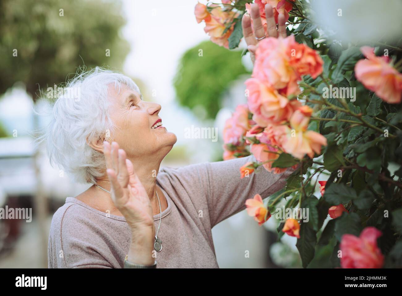 Elderly woman admiring beautiful bushes with colorful roses Stock Photo