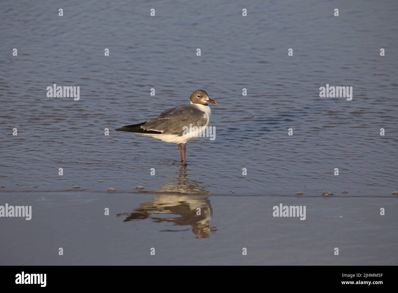 Leucophaeus atricilla Stock Photo