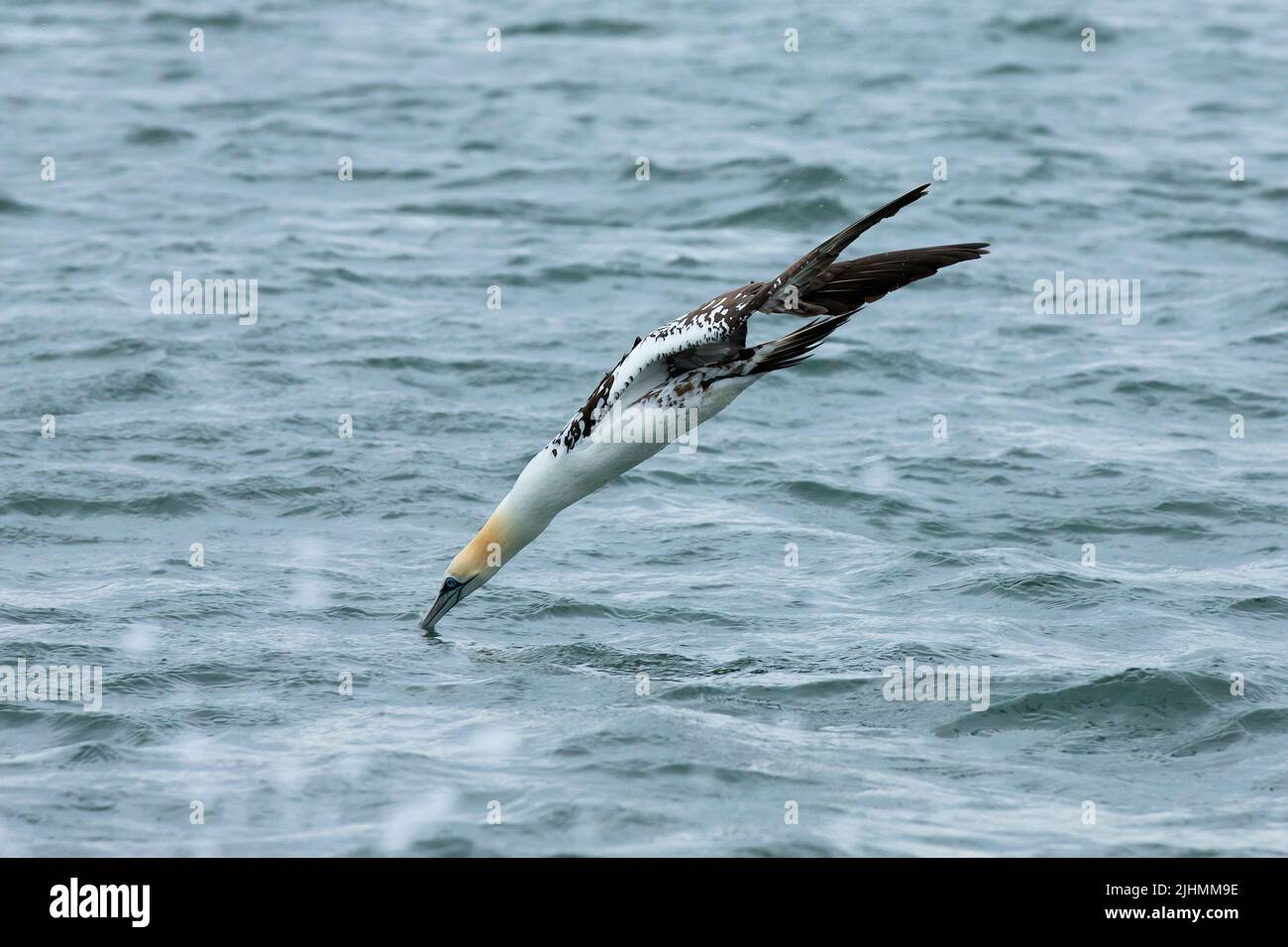 Gannet (Morus bassanus) diving into the North Sea Stock Photo