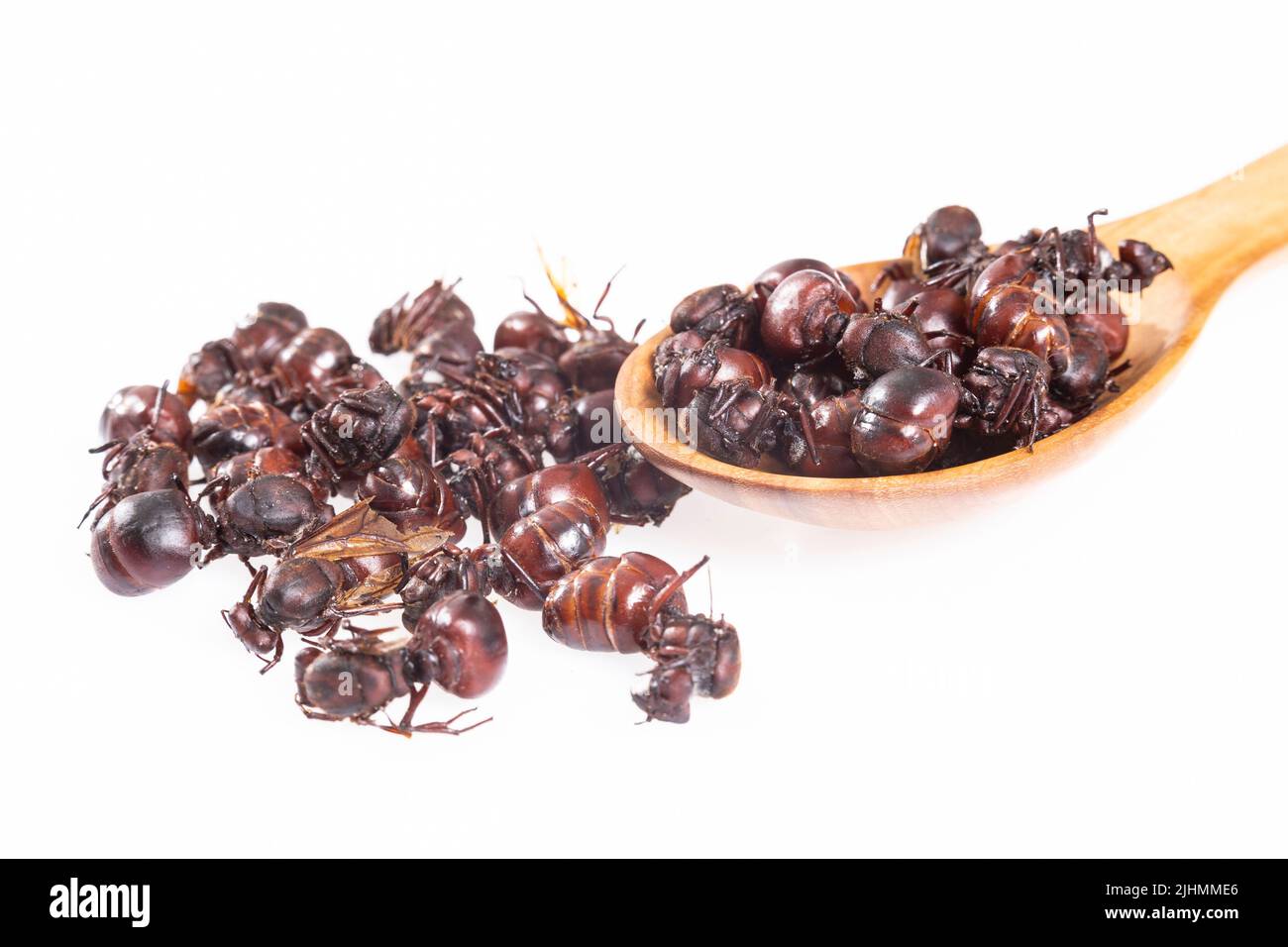 Ants culonas Typical Gastronomy of Santander Colombia; Photo White ...