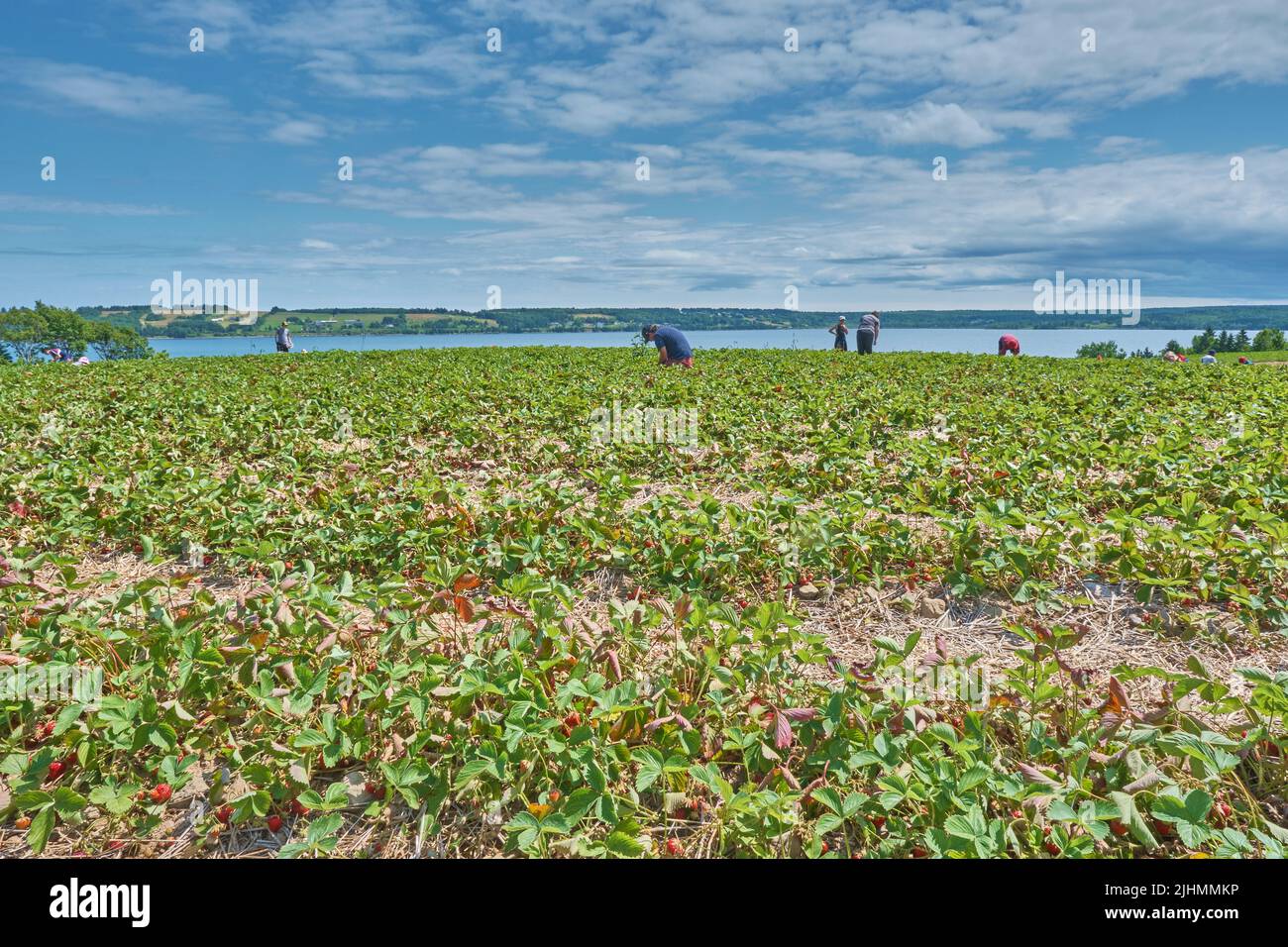 People picking strawberries in a field near Bras Dor Nova Scotia on a beautiful July day. Stock Photo