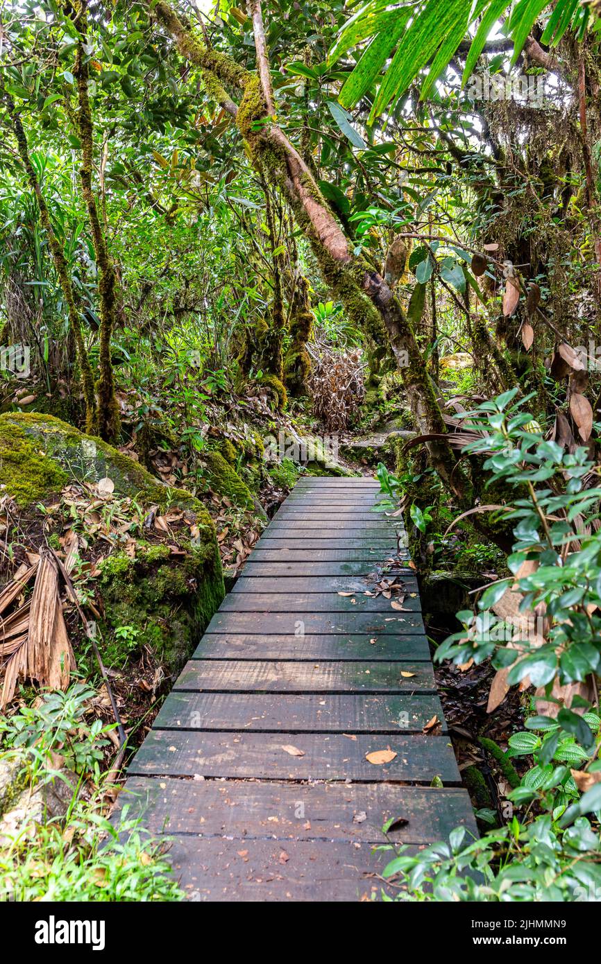 Wooden footpath bridge through lush tropical rainforest, Morne Blanc hiking trail in Morne Seychelles National Park, Mahe, Seychelles. Stock Photo