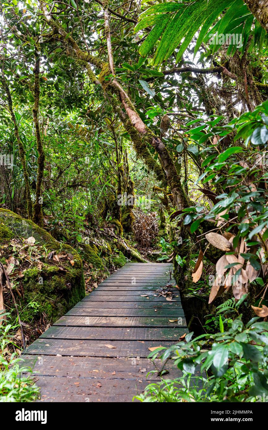 Wooden footpath bridge through lush tropical rainforest, Morne Blanc hiking trail in Morne Seychelles National Park, Mahe, Seychelles. Stock Photo