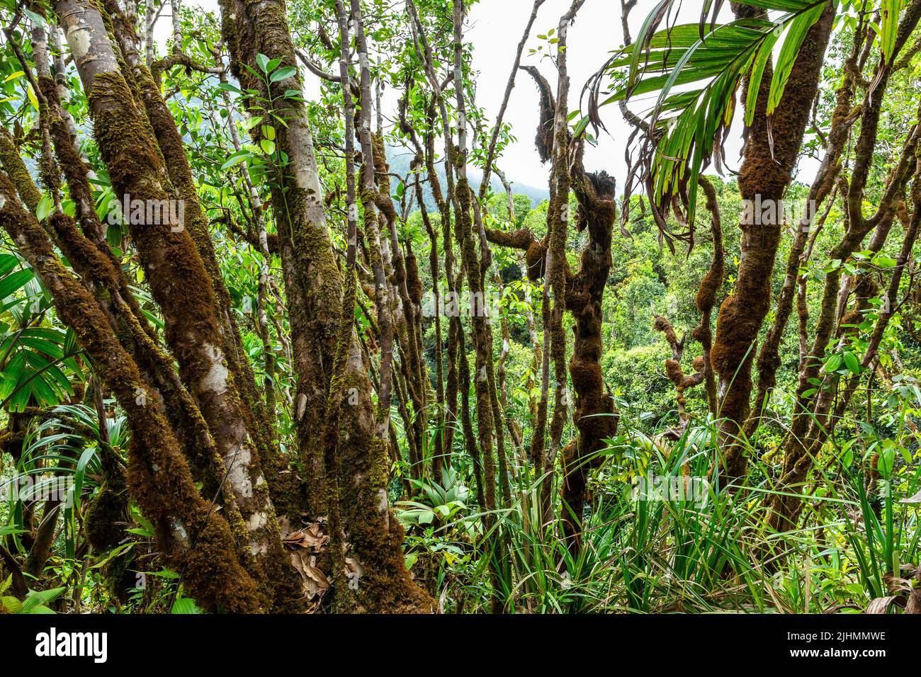 Pristine intact ancient forest with tree trunks overgrown with moss and lichen in Morne Seychelles National Park on Mahe Island, Seychelles. Stock Photo