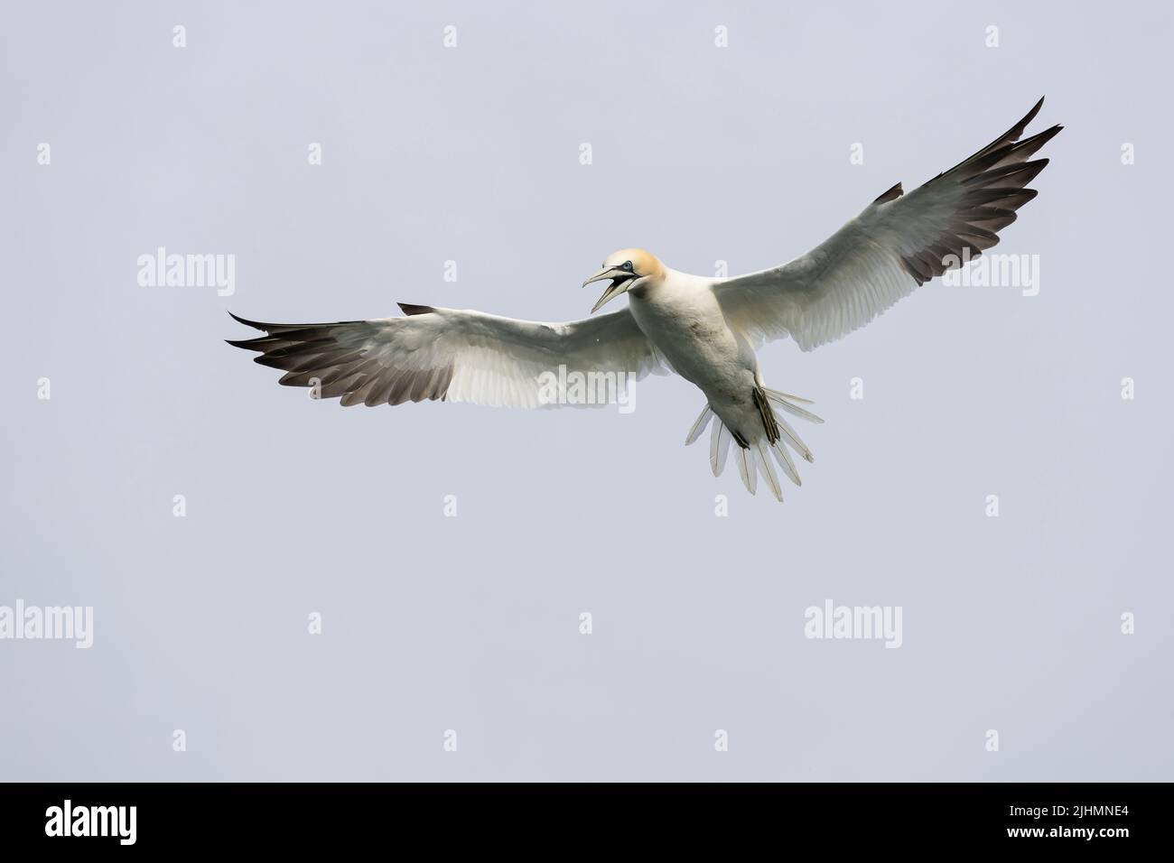 Gannet (Morus bassanus) in flight over the North Sea Stock Photo