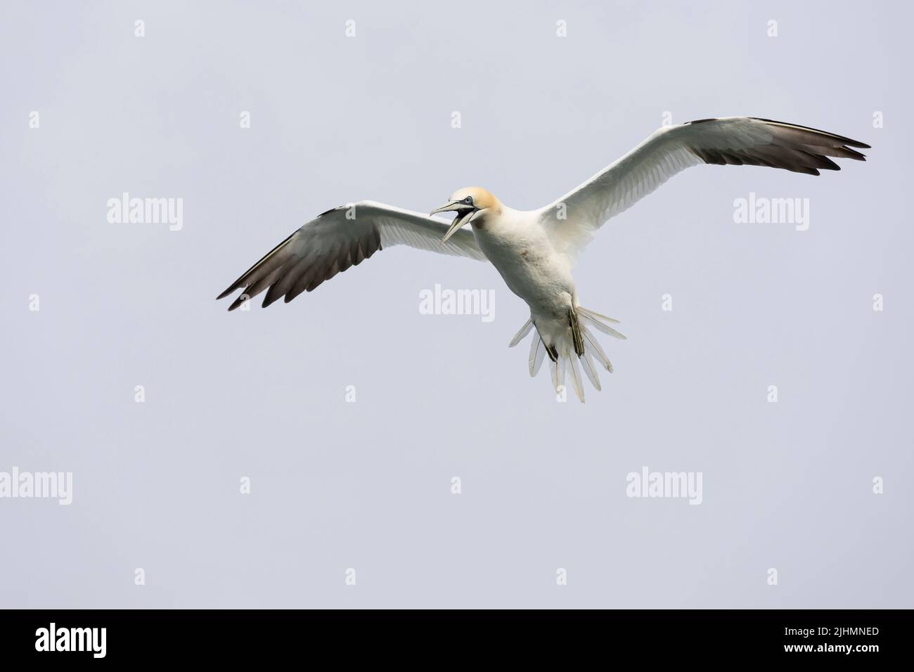 Gannet (Morus bassanus) in flight over the North Sea Stock Photo