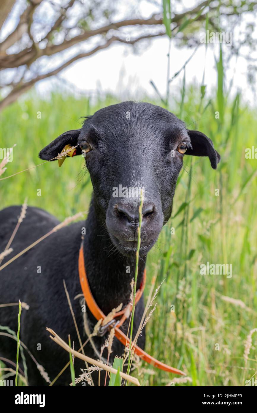 black goat in the reeds looks curious Stock Photo