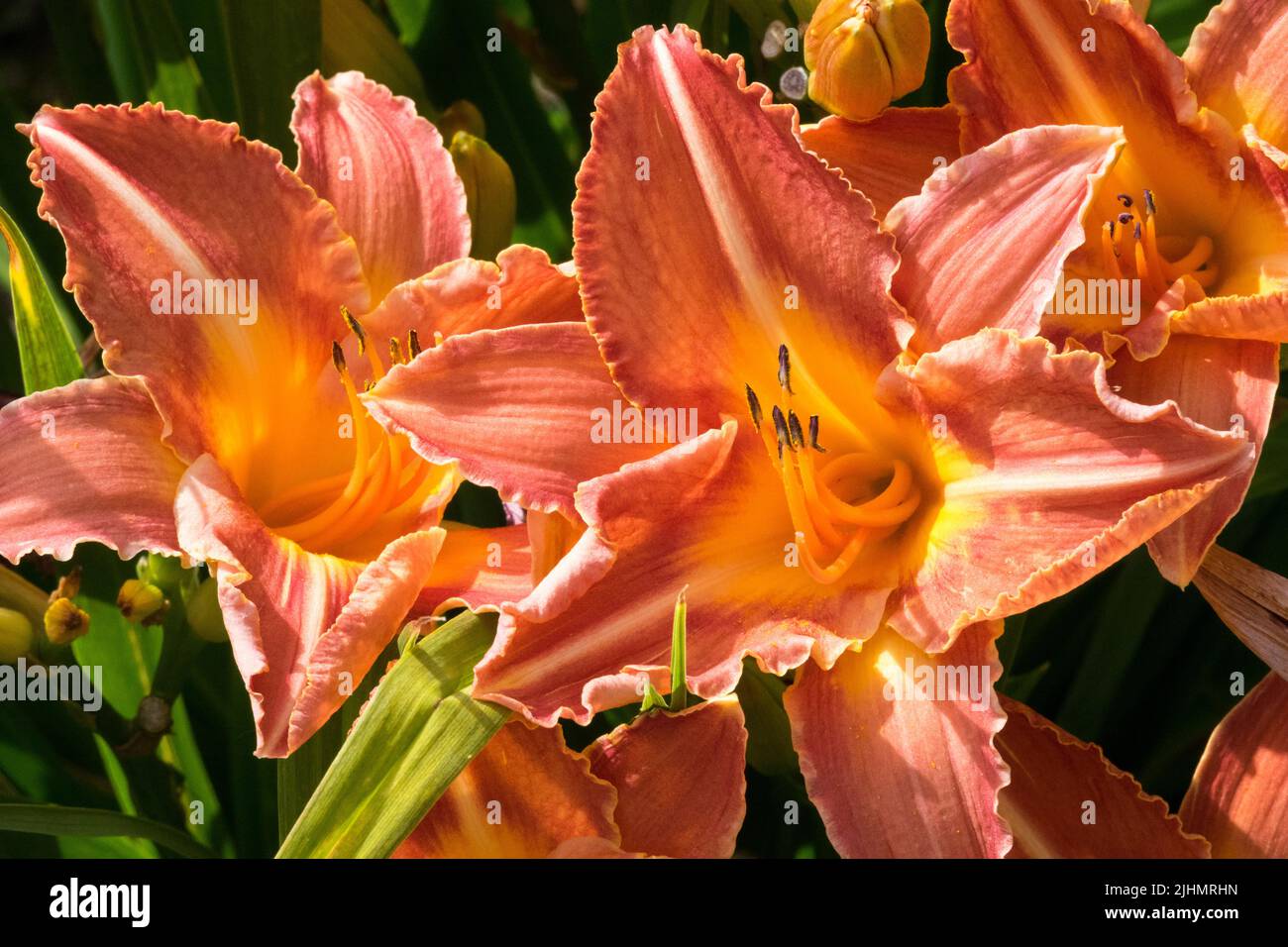 Attractive, Daylily Hemerocallis 'Canyon Beauty', Flowers, Beautiful Daylilies Stock Photo