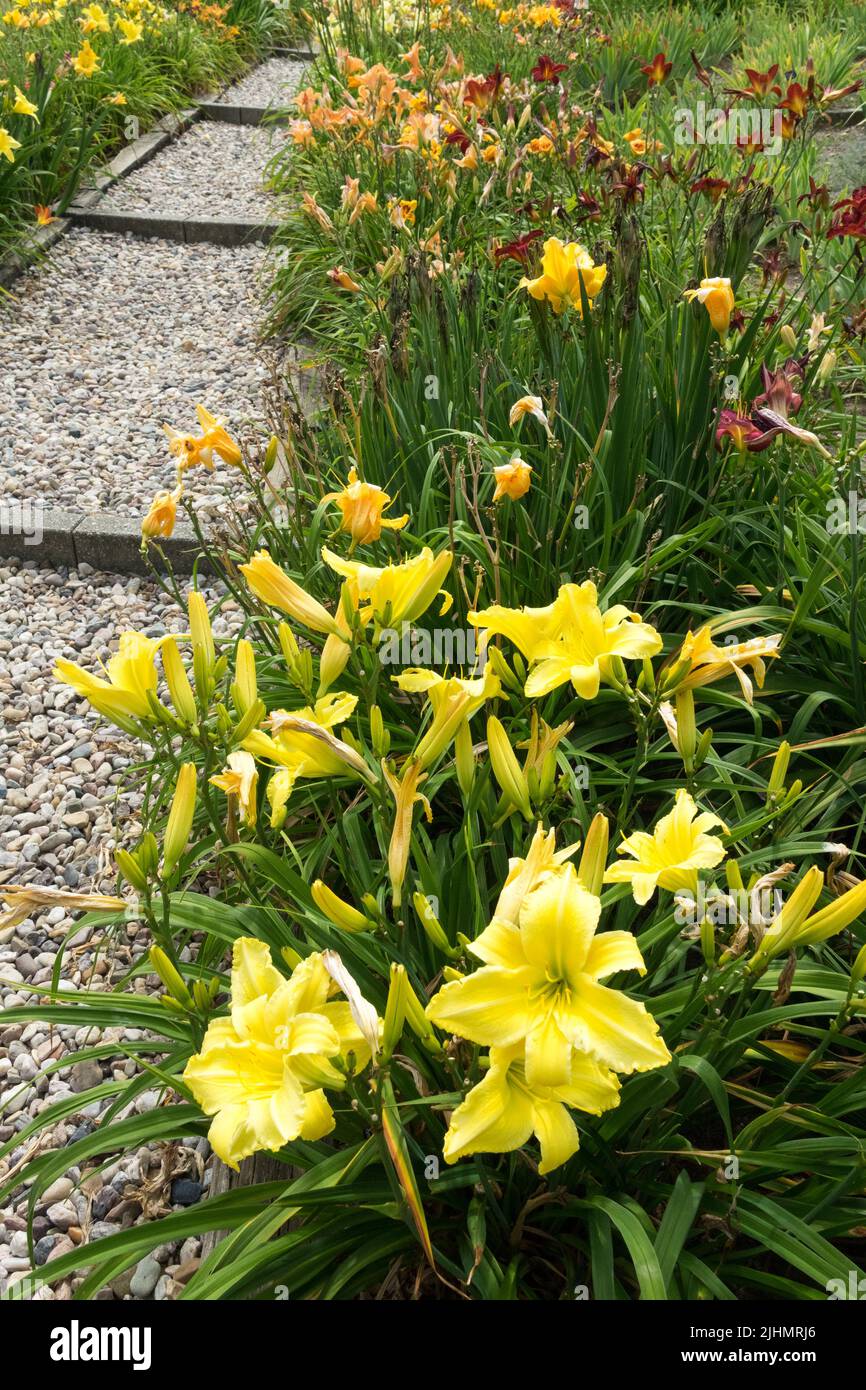 Yellow flowers of daylilies lining the gravel path in the garden Stock Photo