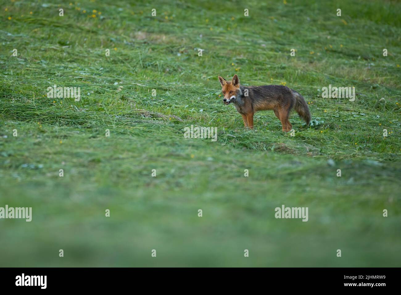 red fox looking on green grassland with space for text Stock Photo