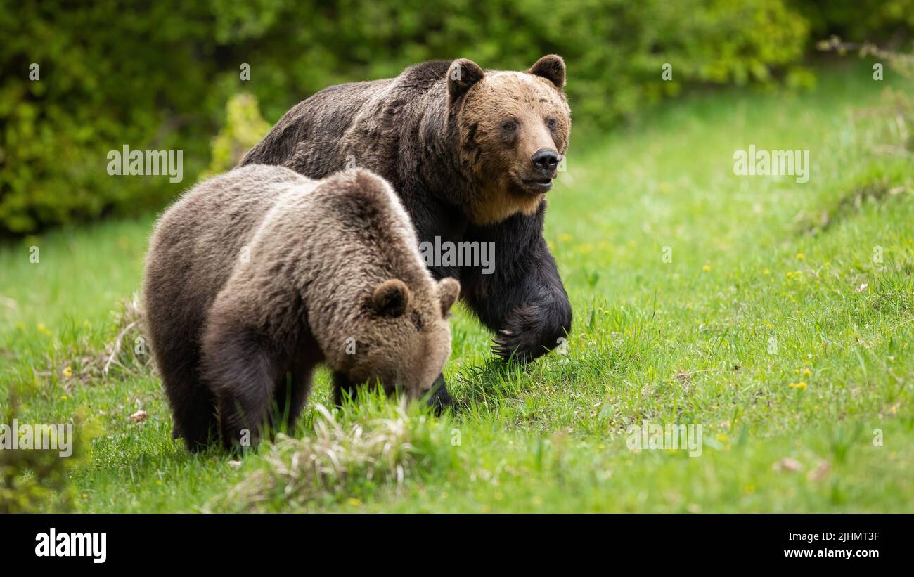Two brown bears Moving on grassland in pairing season Stock Photo