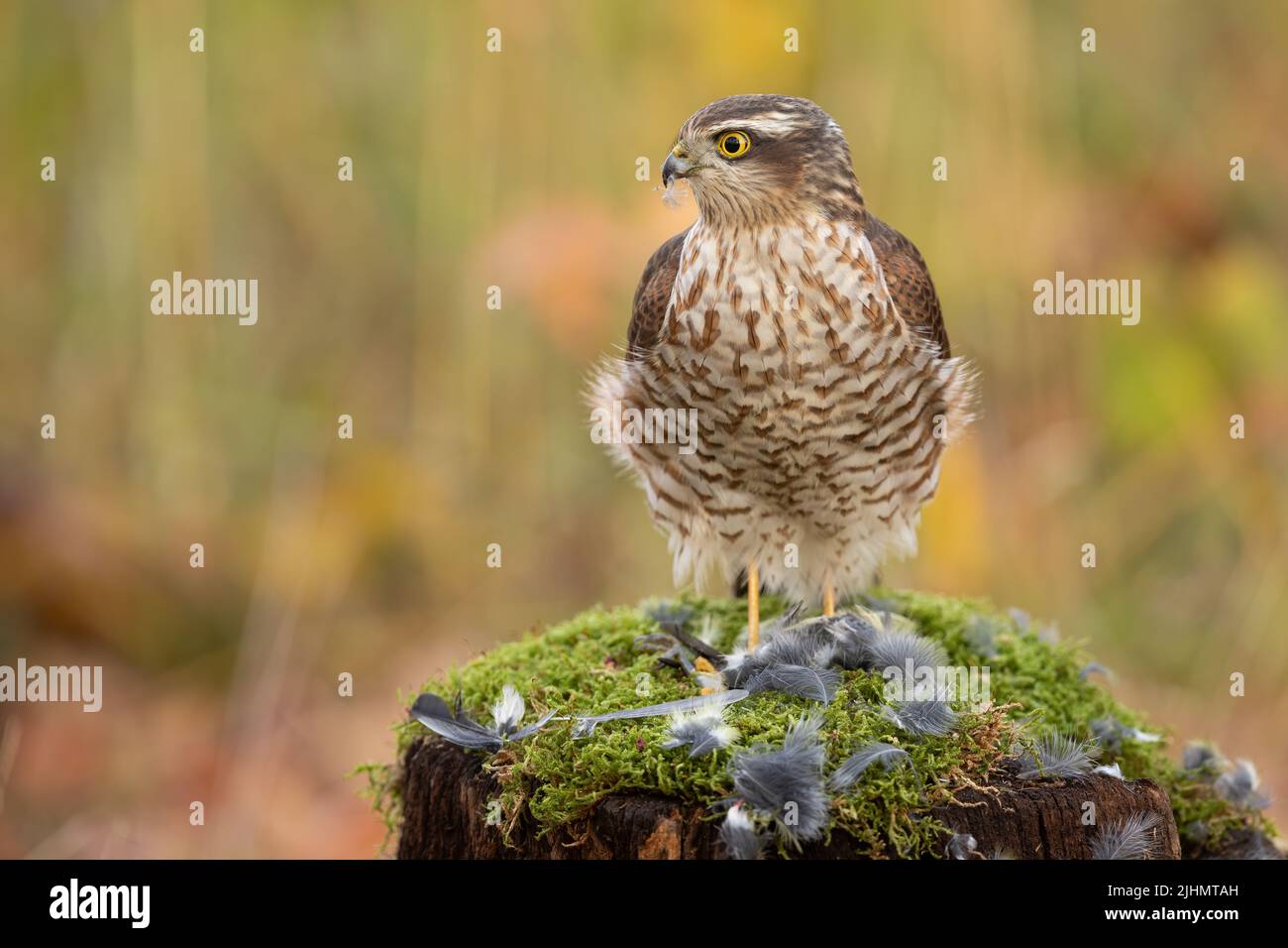 Eurasian sparrowhawk sitting on stump in forest from profile Stock Photo