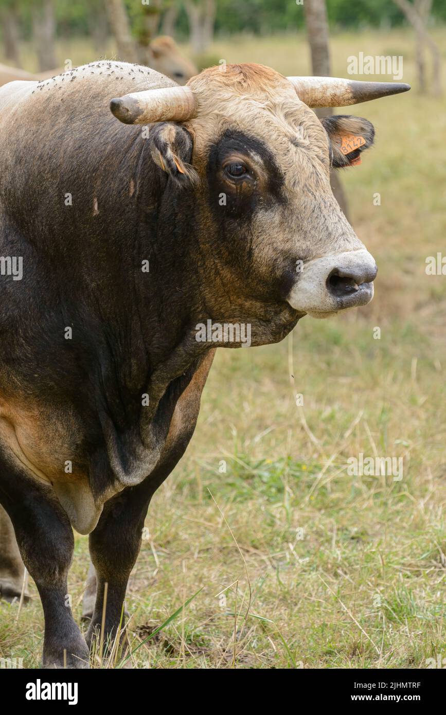Rustic Bull Portrait of rustic bull of rare cattle breed La Maraîchine in field at ...