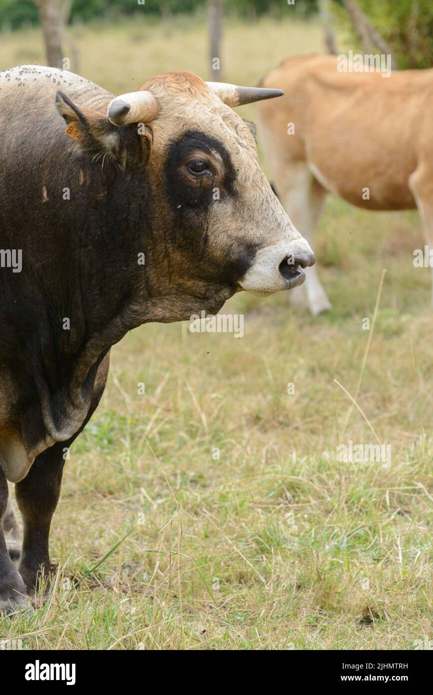 Bull farm animal from rustic livestock La Maraîchine in field Marais Poitevin, Charente-Maritime, France Stock Photo