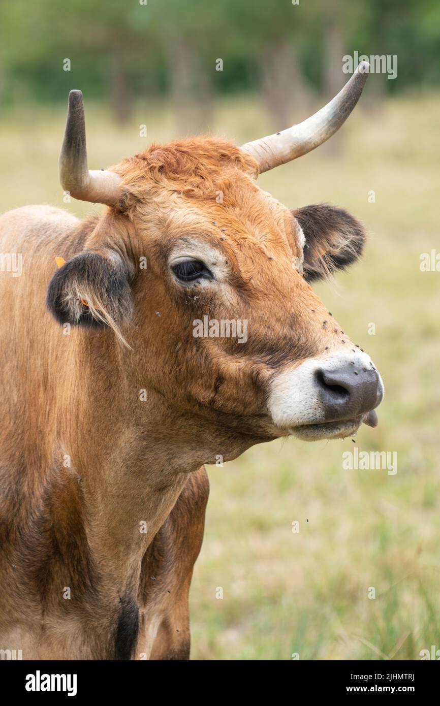 Horned cow of rare cattle breed La Maraîchine in field at Marais Poitevin, Charente-Maritime, France Stock Photo