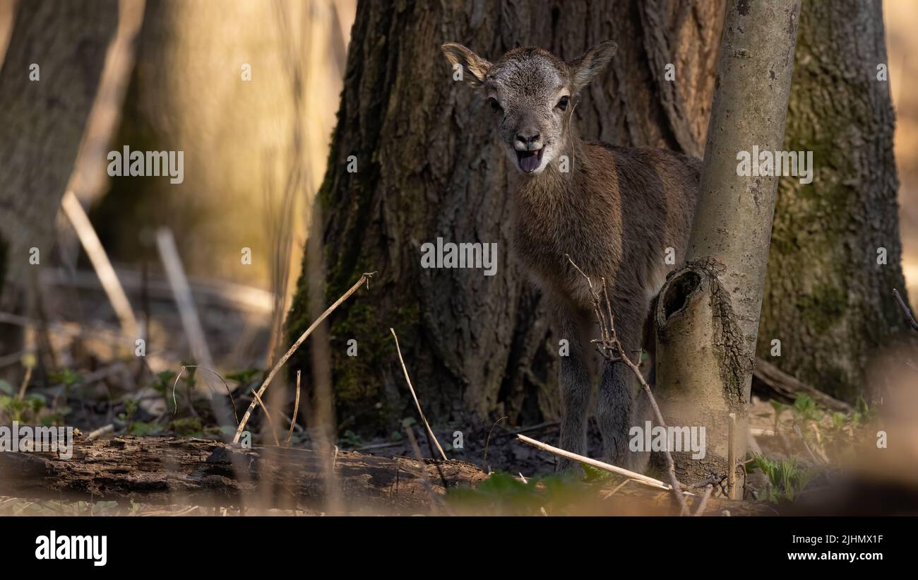 Baby mouflon with open mouth in woodland in spring Stock Photo