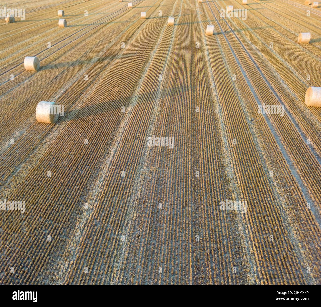 Wheat fields at Harvest time Stock Photo