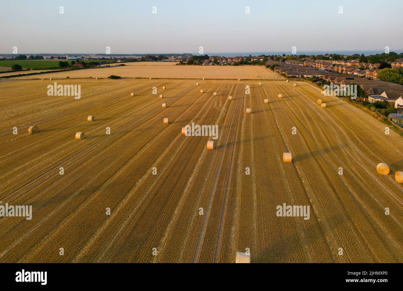 Wheat fields at Harvest time Stock Photo