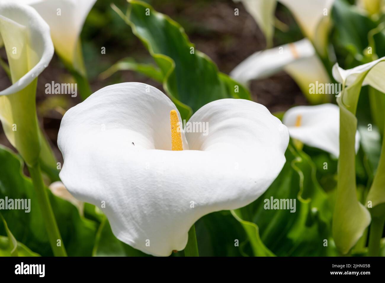 Calla Rosa Close up of a calla lily (zantedeschia aethiopica) flower in bloom ...