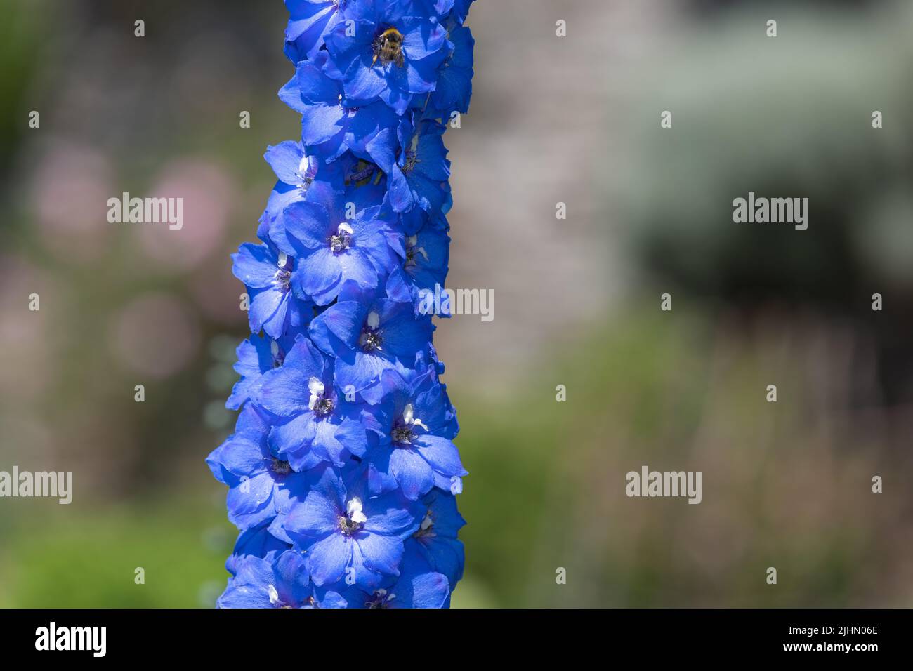 Tall larkspur candle delphinium hi-res stock photography and images - Alamy