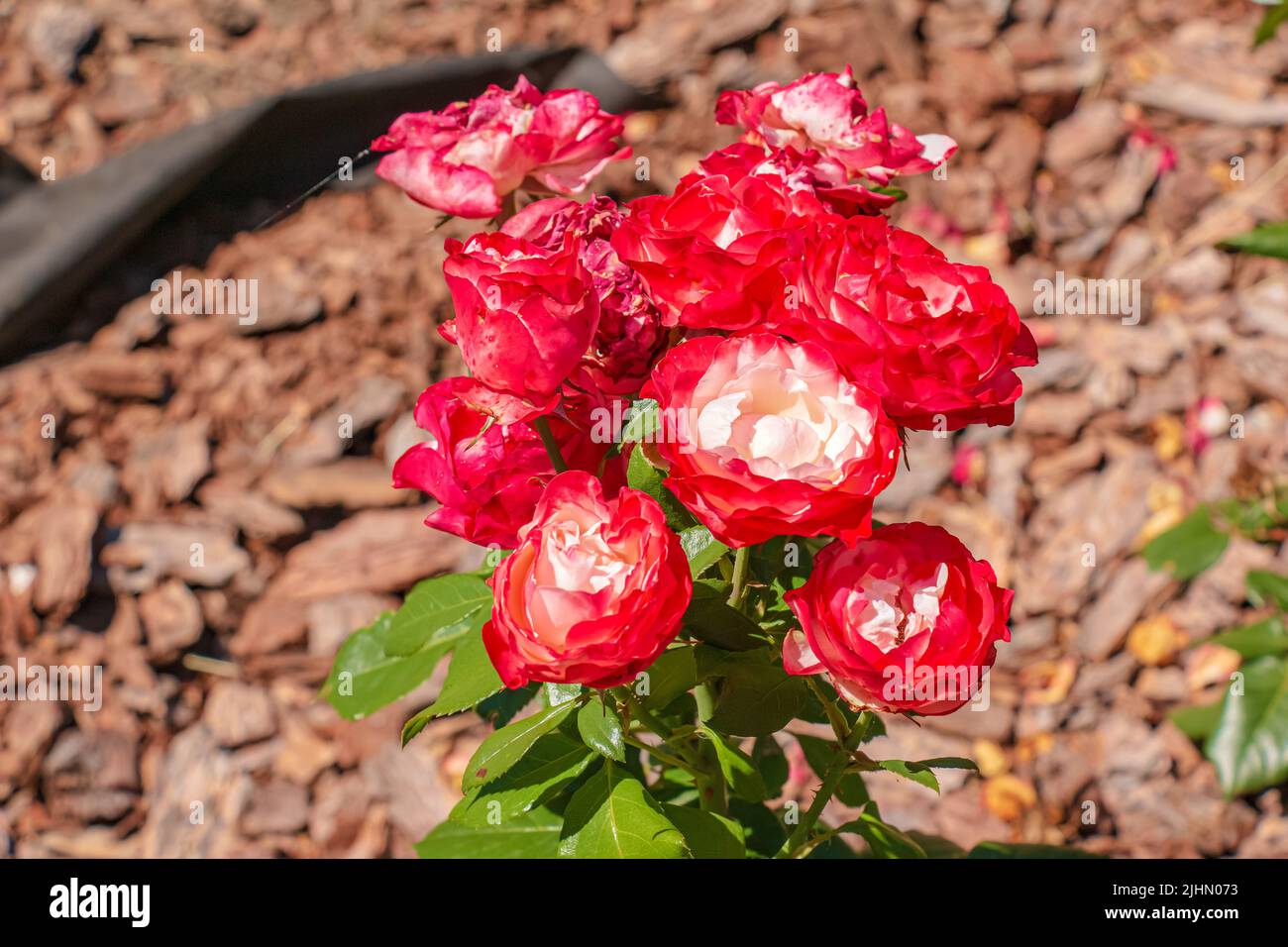 Fading rose in the garden. Withering. Roses with withered petals Stock