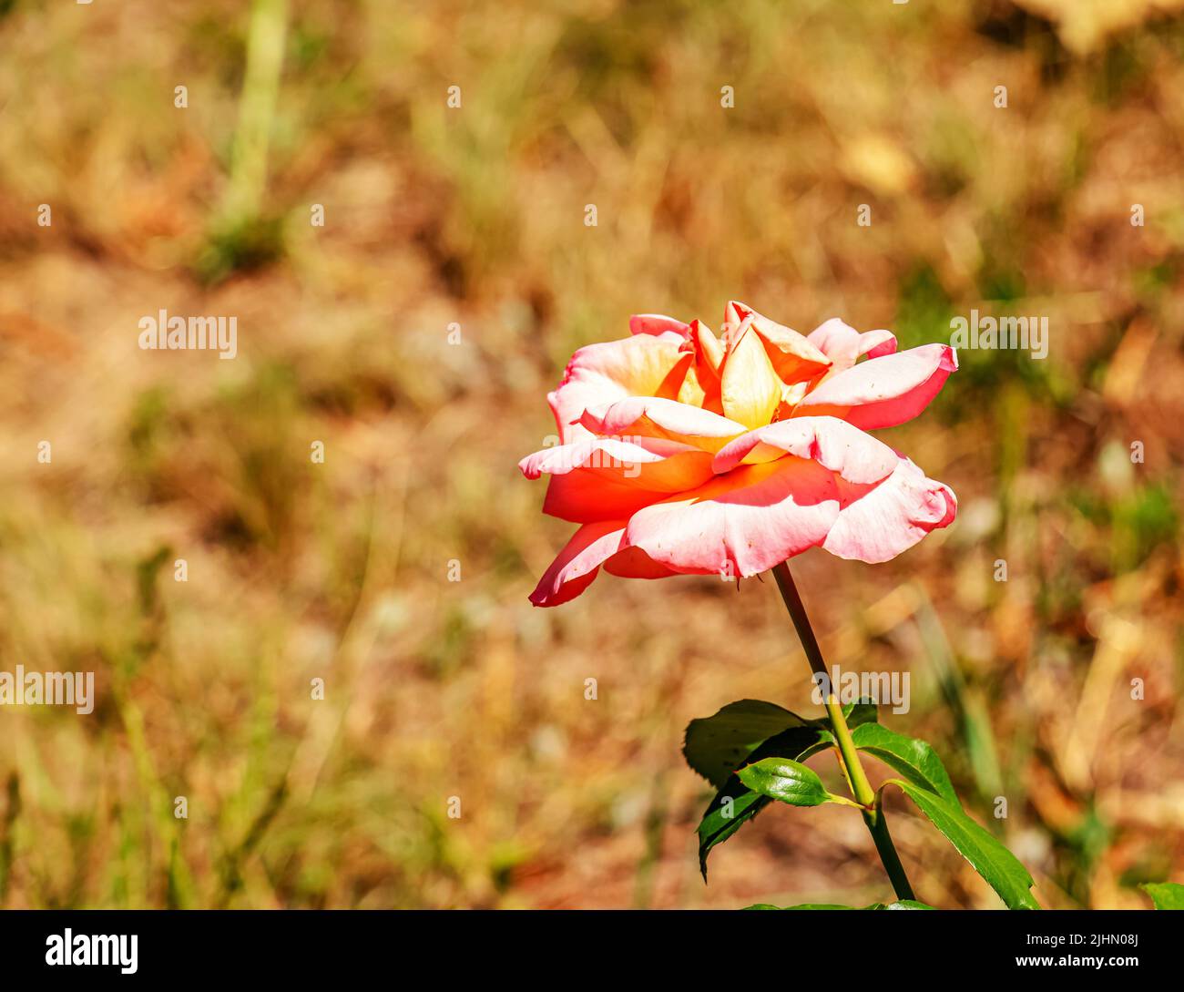 Fading rose in the garden. Withering. Roses with withered petals. Stock Photo