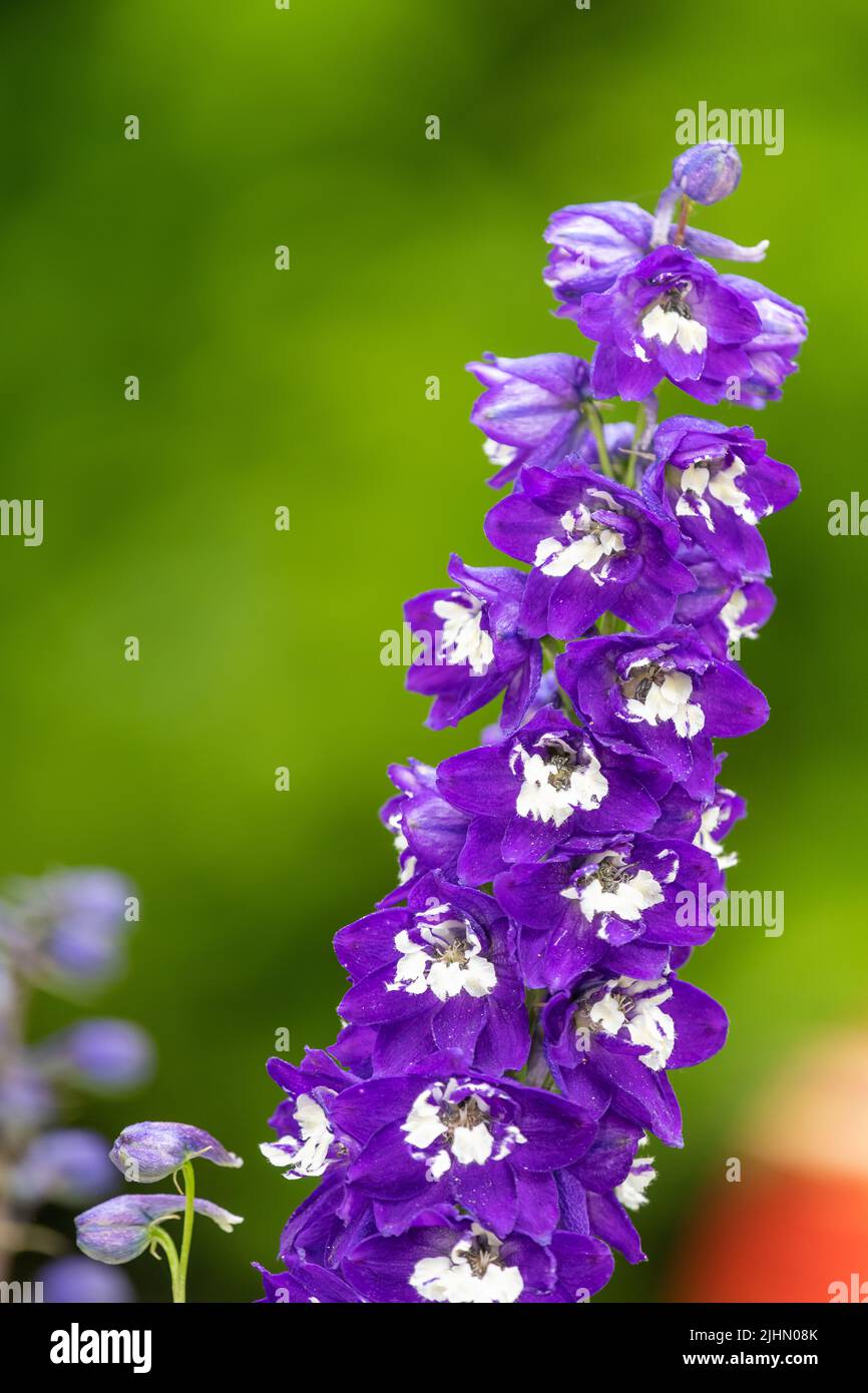 Close up of a purple delphinium flower in bloom Stock Photo - Alamy
