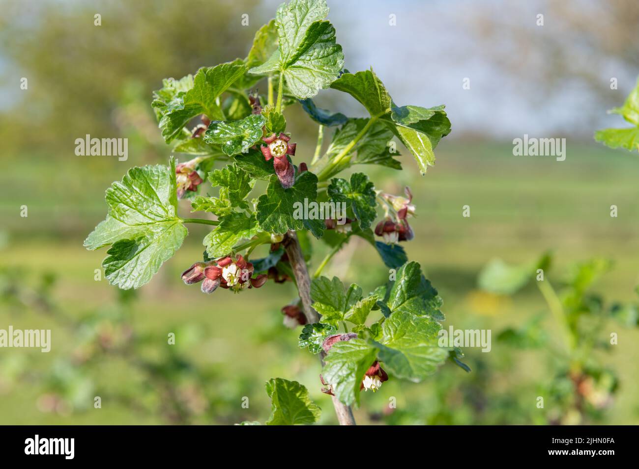 Close up of blossom on a European gooseberry (ribes uva-crispa) bush Stock Photo
